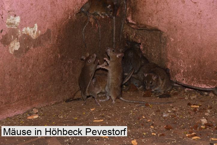 Mäuse in Höhbeck Pevestorf